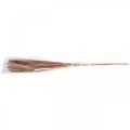 Floristik24 Hierba seca larga rosa pluma hierba deco Miscanthus 75cm 10pcs