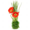 Floristik24 Amapola roja en la hierba 23cm