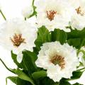 Floristik24 Amapola en una olla de flores de seda blanca decoración floral