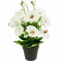Floristik24 Amapola en una olla de flores de seda blanca decoración floral