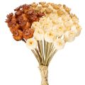 Floristik24 Cápsulas de semillas de amapola artificiales secas, manojo de tres colores, 40 cm, 45 unidades