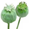 Floristik24 Cápsulas de semillas de amapola decoración semillas de amapola artificiales en un palo verde 58cm 3 piezas en un manojo