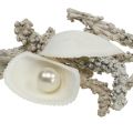 Floristik24 Mezcla de concha con perla y madera blanca 200g