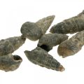 Floristik24 Artículos naturales, conchas de caracol naturales 6–10 mm, decoraciones marinas 1 kg