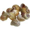 Floristik24 Decoración de caracoles, conchas de caracol naturaleza marítima, verde 10 piezas