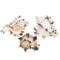 Floristik24 Deco conchas de caracol a rayas, caracoles de mar decoración natural 1kg