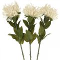 Floristik24 Alfiletero flores artificiales exóticas protea leucospermum crema 73cm 3pcs