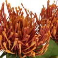 Acerico Flor Artificial Exótica Naranja Leucospermum Protea 73cm 3pcs