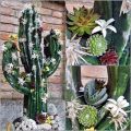 Floristik24 Figura floral foam cactus negro 38cm x 74cm