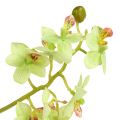 Floristik24 Orquídea 97cm verde claro