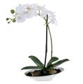Floristik24 Orquídea Phalaenopsis en copa blanca Al. 40 cm