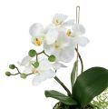 Floristik24 Orquídea Phalaenopsis para colgar Al 33cm crema