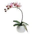 Floristik24 Orquídea rosa en maceta de cerámica 31cm