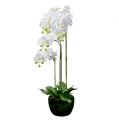 Floristik24 Orquidea blanca con globo 110cm