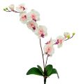 Floristik24 Orquídea con 2 ramas 60cm blanco-rosa