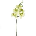 Floristik24 Orquídea Artificial Phalaenopsis Verde Amarillo 85cm