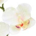 Floristik24 Orquídea Phalaenopsis artificial 6 flores crema rosa 70cm