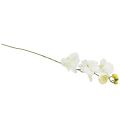 Floristik24 Orquídea Phalaenopsis artificial 6 flores blanco crema 70cm