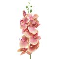 Floristik24 Orquídea Phalaenopsis artificial 9 flores rosa vainilla 96cm