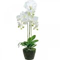 Floristik24 Orquídeas artificiales para maceta blanca 80cm