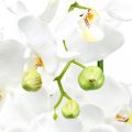 Floristik24 Orquídeas artificiales para maceta blanca 80cm