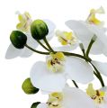 Floristik24 Orquídeas en maceta 30cm blancas