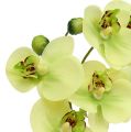 Floristik24 Orquídea en maceta verde Al. 30 cm