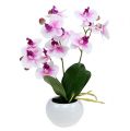 Floristik24 Orquídeas en maceta H30cm Blanco-Rosa