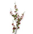 Floristik24 Rama de orquídea verde / rosa 105cm