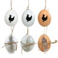 Floristik24 Decoración de Pascua, huevos de gallina para colgar, huevos decorativos de plumas y gallina, marrón, azul, blanco, juego de 6