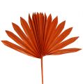 Floristik24 Palmspear Naranja Sol 30uds