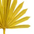 Floristik24 Palmspear Sol mini amarillo 50uds