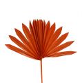 Floristik24 Palmspear Sol mini Naranja 50uds
