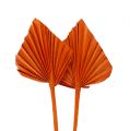 Floristik24 Lanza de palma mini naranja 100uds