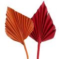 Floristik24 Palmspear surtido rojo/naranja 50uds