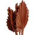 Floristik24 Palmspear hojas de palma decoración natural marrón 5-9×14cm L35cm 4ud