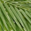 Rama de palma artificial, planta artificial para arreglos florales, 90 cm | Floristik24.es