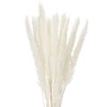 Floristik24 Flores secas de hierba de la Pampa blanqueadas, 70 cm, 15 unidades