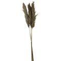 Floristik24 Hierba de pampa seca decorativa hierba seca natural 95cm 3uds