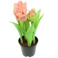 Floristik24 Parrot Tulip Real-Touch en maceta rosa 23cm