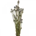 Floristik24 Cápsulas de semillas de amapola secas flores secas naturales manojo deco amapola 90g