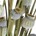 Floristik24 Cápsulas de semillas de amapola secas flores secas naturales manojo deco amapola 90g