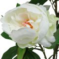 Floristik24 Paeonia artificial, peonía en maceta, planta decorativa flores blancas H57cm