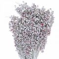 Floristik24 Bayas de pimiento nevado, decoración de invierno, flores secas, Adviento, pimienta rosa blanca lavada 170g