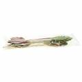 Floristik24 Planta enchufe hoja 8-10cm naturaleza / verde / morado 24pcs