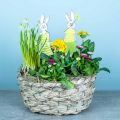 Floristik24 Maceta de heno, cesta decorativa, cesta de plantas, cesta de flores ovalada, juego de 3