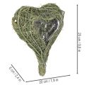 Corazón de planta natural para floristería con lámina, 25 cm | Floristik24.es