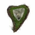 Floristik24 Planta corazón de vid, musgo 22cm x 28cm H8cm