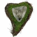 Floristik24 Planta corazón de vid, musgo 26×36cm H9cm