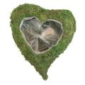 Floristik24 Planta corazón verde musgo planta cuenco corazón 20x20x5,5cm